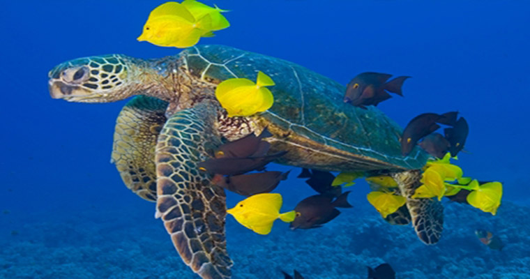 Private Tulum & Akumal Snorkel with Sea Turtles