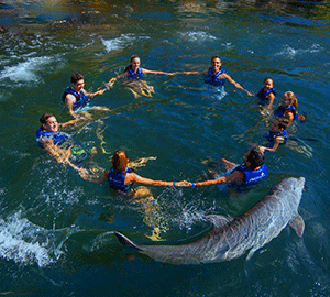 Swim with Dolphins - Puerto Morelos