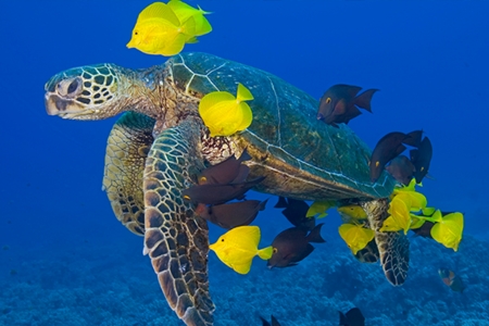 Akumal Snorkel with Sea Turtles